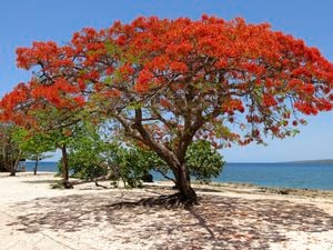The fire engine red tree of the poinciana in full bloom near the sea
