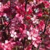 Bagged Crab Apple Royal Raindrops - Malus