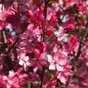 Bagged Crab Apple Royal Raindrops - Malus