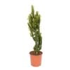240mm Assorted Cowboy Cactus - Euphorbia Eritrea