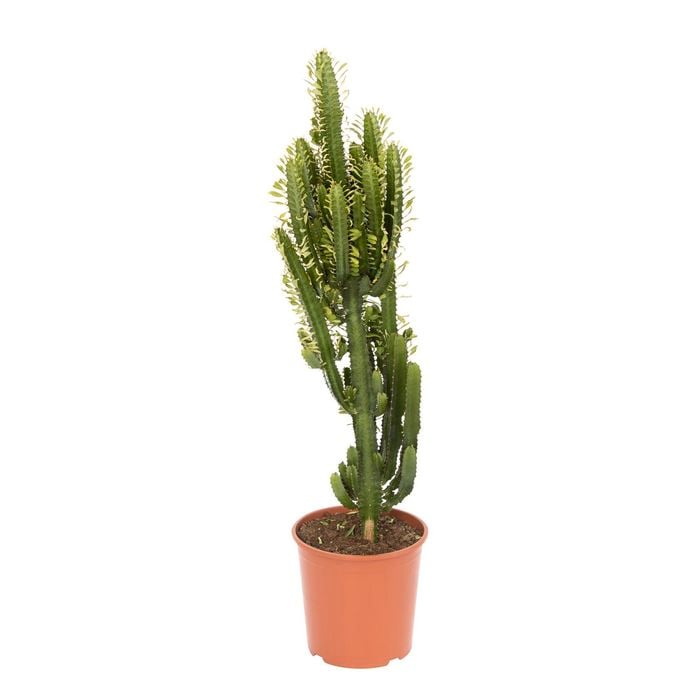 kaktus vase serax Ceramic Cactus Vase | Textured Vases