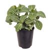 70mm Nerve Plant - Fittonia verschaffeltii White Anne