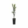 4L Mandarin Emperor Grafted - Citrus reticulata