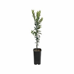 4L Mandarin Emperor Grafted - Citrus reticulata