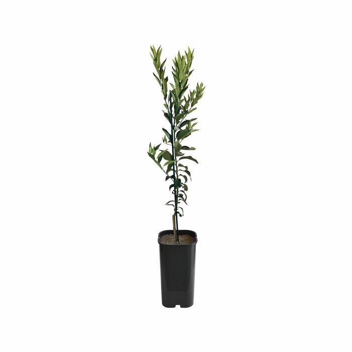 4L Mandarin Emperor Grafted - Citrus reticulata