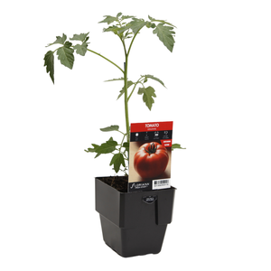 125mm Tomato Genuwine - Lycopersicum esculentum