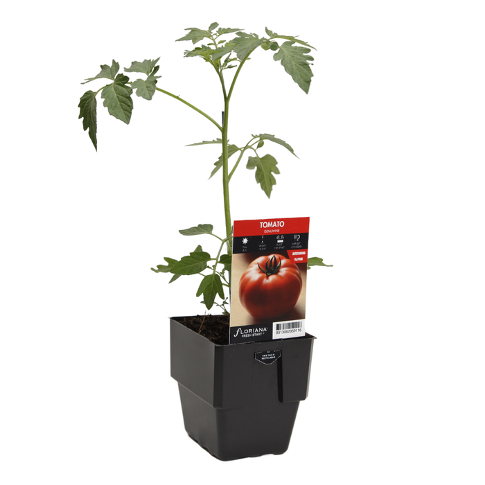 125mm Tomato Genuwine - Lycopersicum esculentum