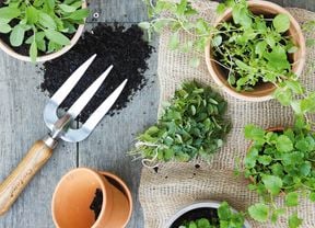 A garden fork, dirt, pots and plants.