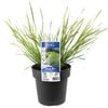 180mm Lomandra Tanika - Lomandra longiflolia