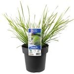 180mm Lomandra Tanika - Lomandra longiflolia