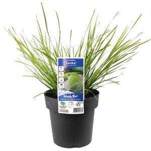 180mm Lomandra Tanika - Lomandra longiflolia