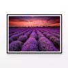 Flowers under a Sky with Clouds  Print 100% Australian Made 90x60cm  (Poster)