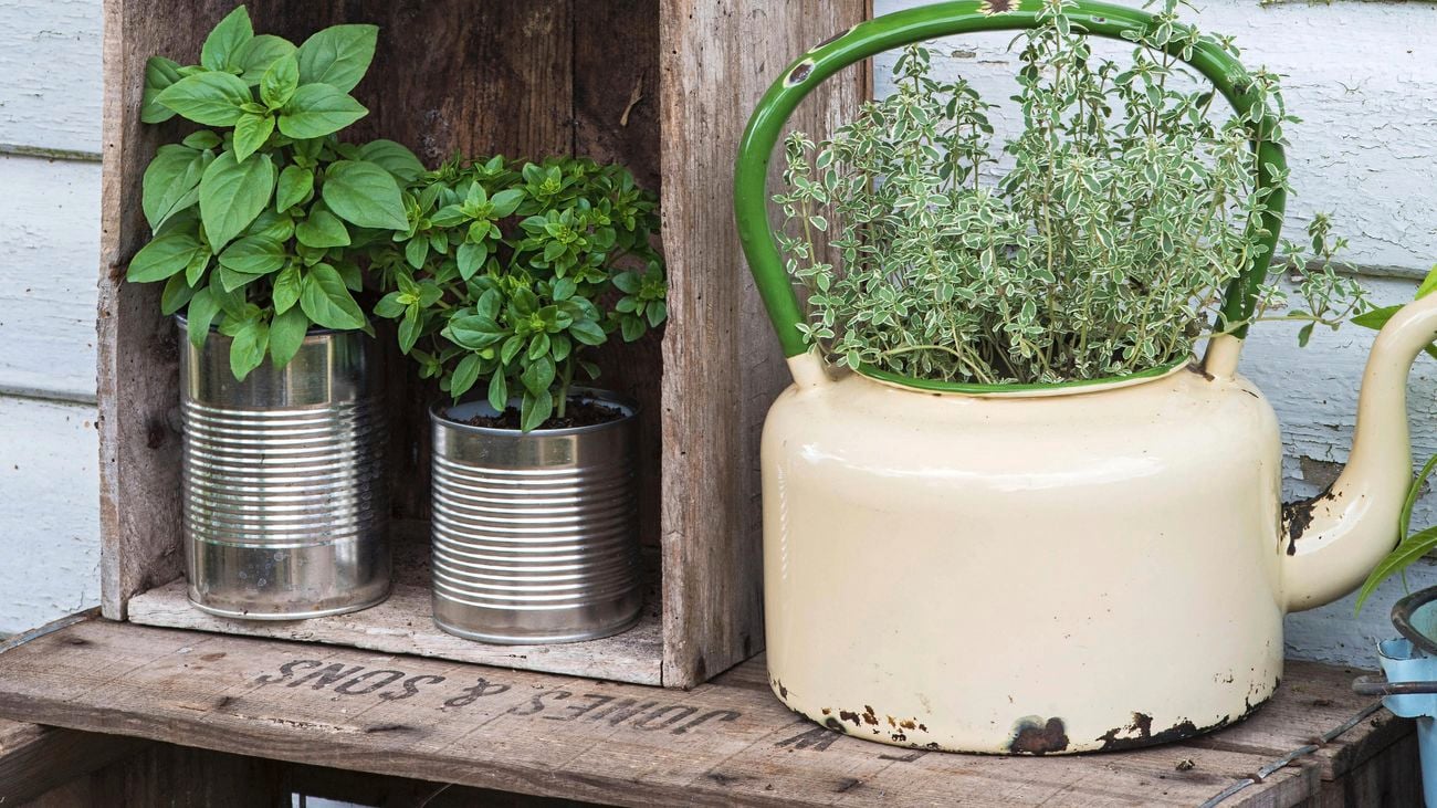 Plants growing in old household items, like a sugar and coffee canister, a kettle and tin cans.