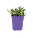 85mm Step-ables - Myoporum White