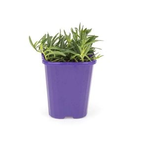 85mm Step-ables - Myoporum White