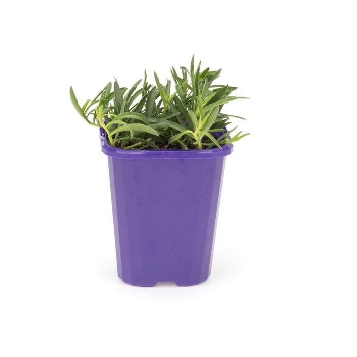 85mm Step-ables - Myoporum White