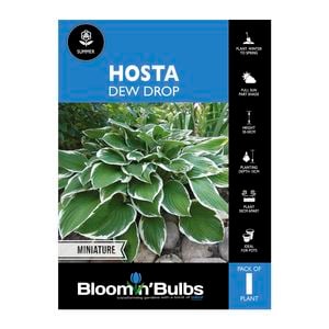 Bloomin' Bulbs Hosta Dew Drop - 1 Pack
