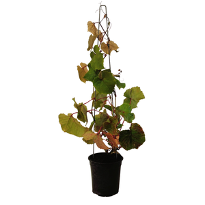 150mm Ornamental Grape Vine - Vitis vinifera
