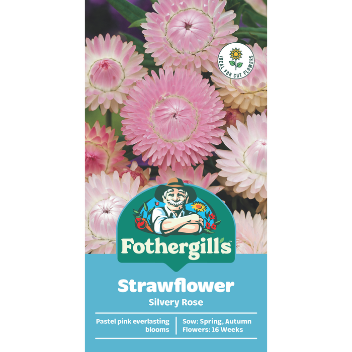Fothergill's Strawflower Silvery Rose Seeds