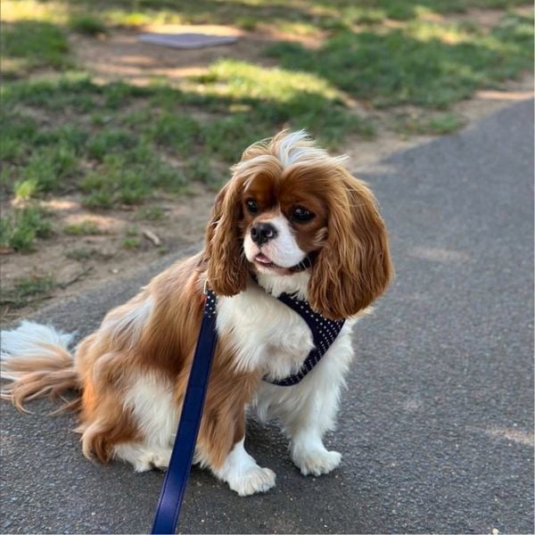 Reuben a Cavalier King Charles Spaniel.
