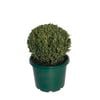 330mm English Box Dome - Buxus sempervirens