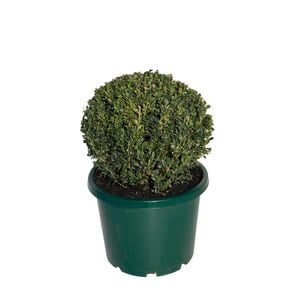 330mm English Box Dome - Buxus sempervirens