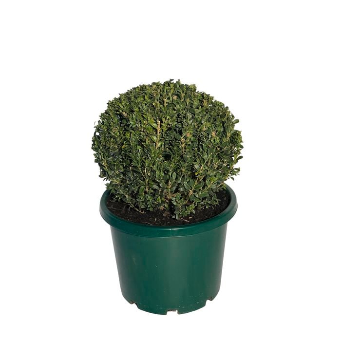 330mm English Box Dome - Buxus sempervirens