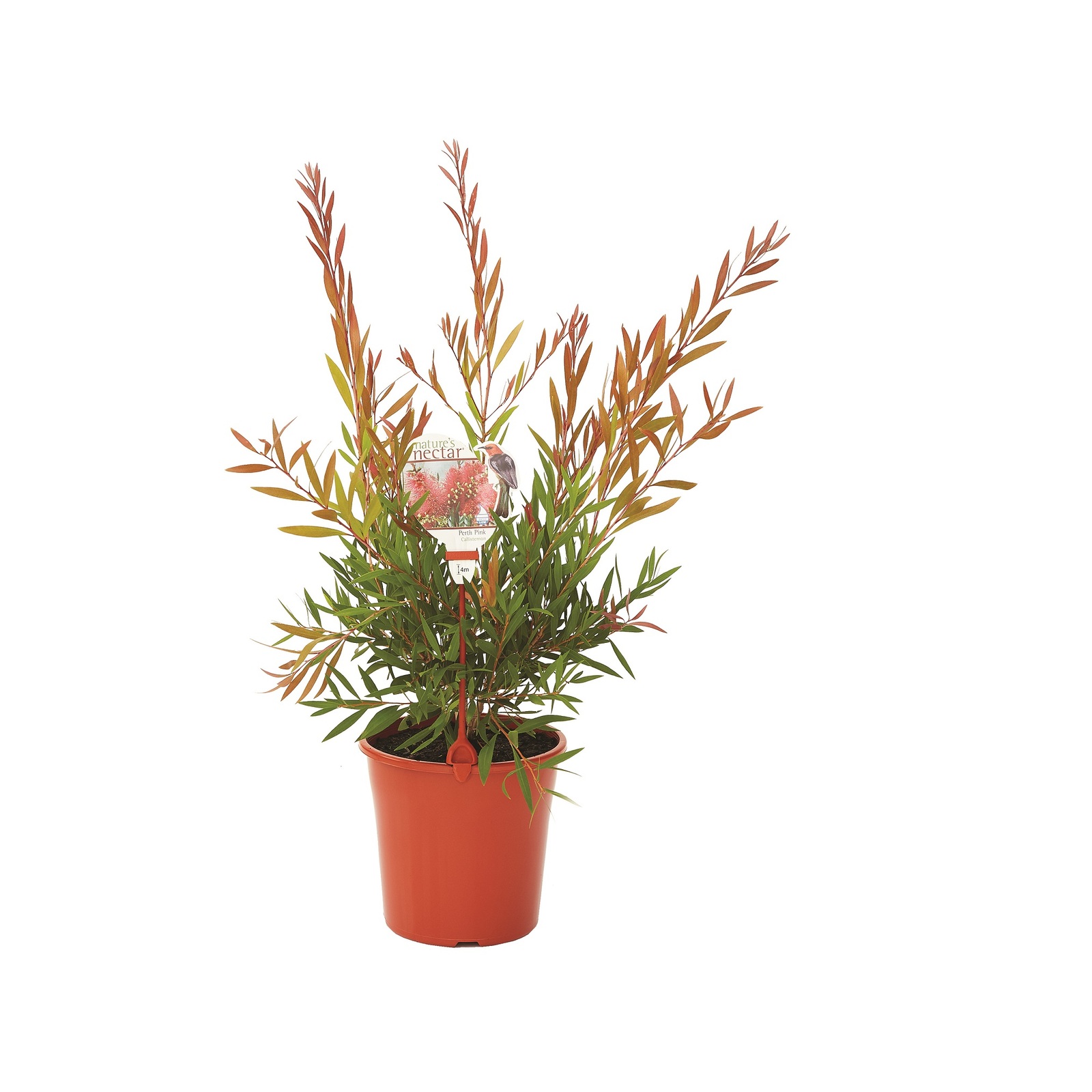 200mm Perth Pink Bottlebrush - Callistemon Perth Pink
