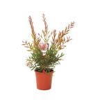 200mm Perth Pink Bottlebrush - Callistemon Perth Pink
