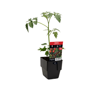 125mm Tomato Midsnack Cherry - Solanum lycopersicum