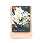 Yarra Valley Bulbs Daffodil Grand Primo - 6 Pack