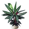 125mm Never Never Plant - Stromanthe sanguinea