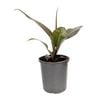 170mm Imperial Red Philodendron - Philodendron erubescens