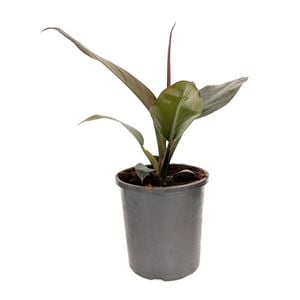 170mm Imperial Red Philodendron - Philodendron erubescens
