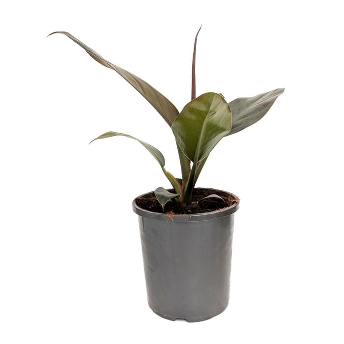 170mm Imperial Red Philodendron - Philodendron erubescens