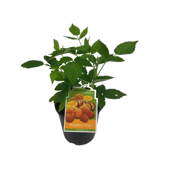 3L Raspberry Ivory  - Rubus ideaus - Incredible Edibles Range