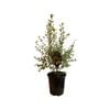 3.5L Pittosporum Wrinkle Blue - Pittosporum tenuifolium Wrinkle Blue