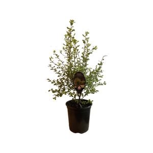 3.5L Pittosporum Wrinkle Blue - Pittosporum tenuifolium Wrinkle Blue