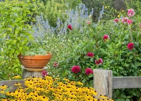 A garden with dense and lush green plants, red and purple flowers, a terracotta birdbath, and trees in the background.