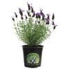 140mm Italian Lavender - Lavender stoechas