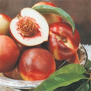Bagged Goldmine Nectarine