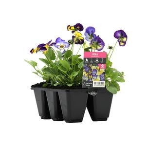 Punnet Viola Lemonberry Pie - Viola cornuta