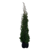18L Thuja - Thuja smaragd