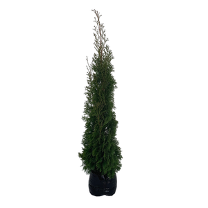 18L Thuja - Thuja smaragd