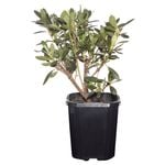 100mm Azalea - Rhododendron