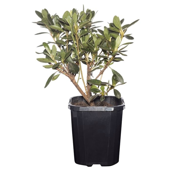 100mm Azalea - Rhododendron