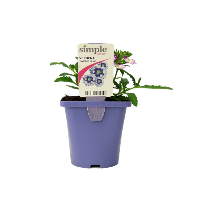 100mm Verbena - Verbena hybrida