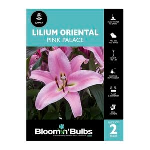 Bloomin Bulbs Lilium Oriental Pink Palace - 2 Pack