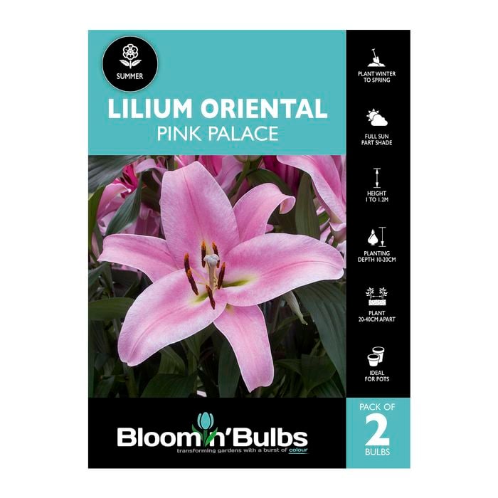Bloomin Bulbs Lilium Oriental Pink Palace - 2 Pack