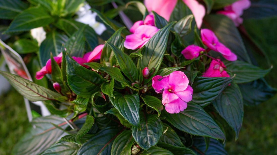 Plant with green leaves and pink flowers.